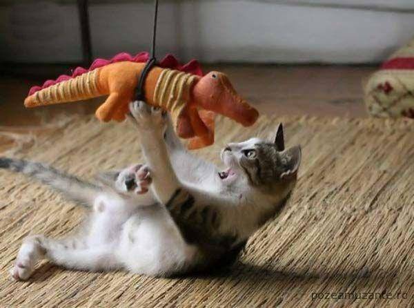 dinozaur-pisica-se-joaca-au-murit-haios-amuzant1 - poze cu animale