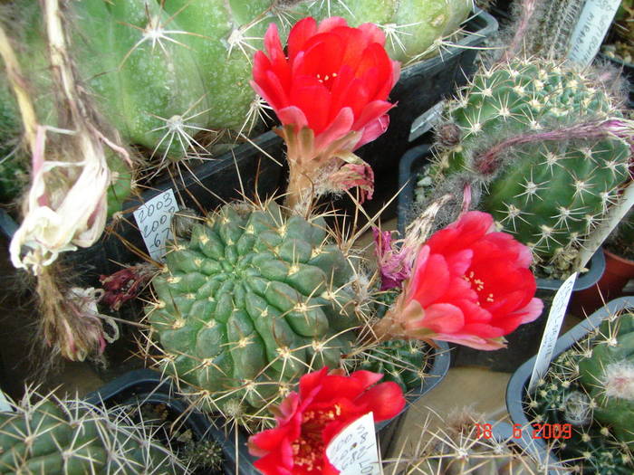 DSC06201