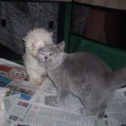 British Shorthair si Bichon; Lulu si Flafy
