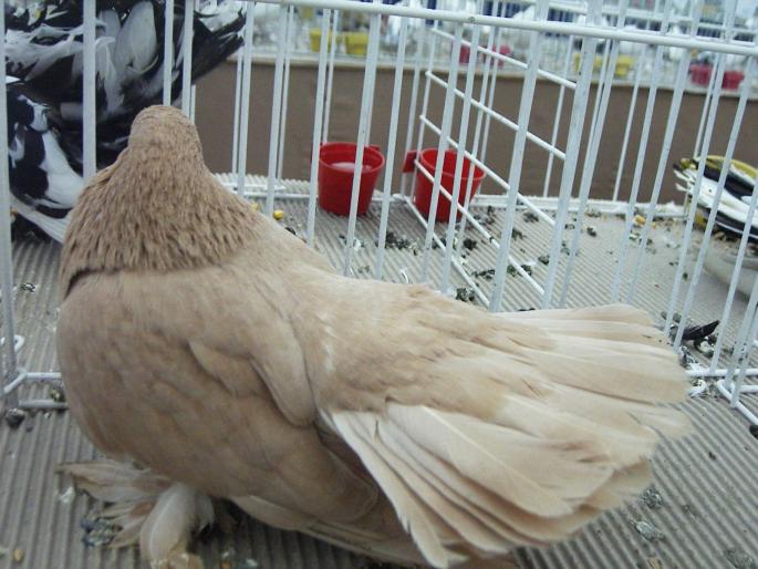 rcluj galb 6 - 1502 partea 3