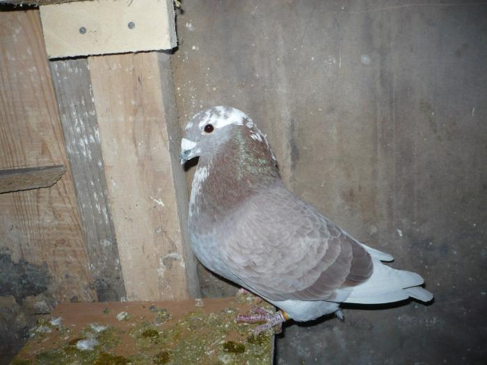 Picture 082 - costelg_ porumbei-standarde fosti si actuali