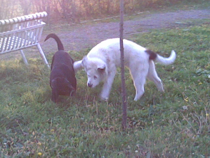 Photo(879) - Ela de Sapte Coline