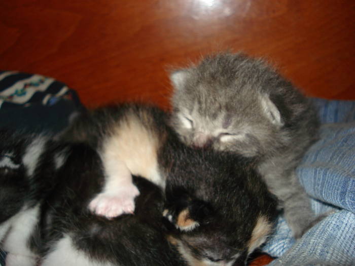 DSC09583 - ANIMALUTELE MELE