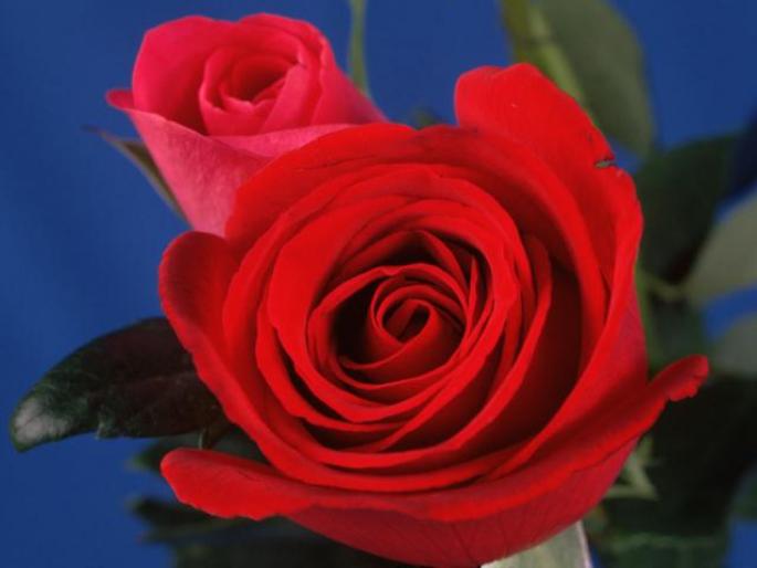 Rosas1 - Trandafiri