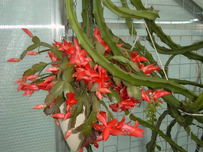 Schlumbergera RED OO - Schlumbergera RED