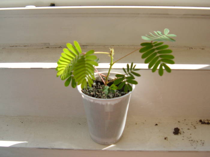 mimosa pudica