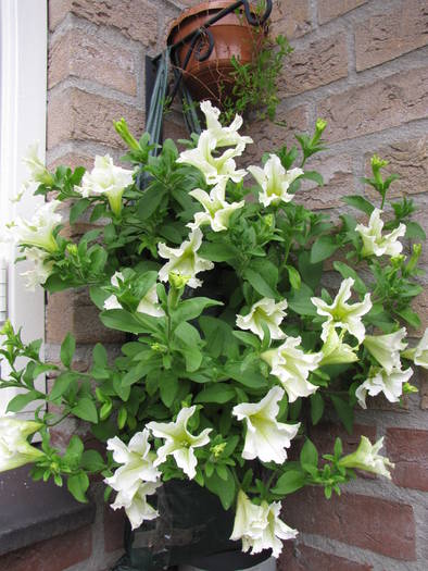 Petunii Lime 15 iun 2009