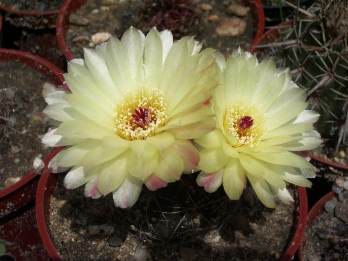 Notocactus ottonis