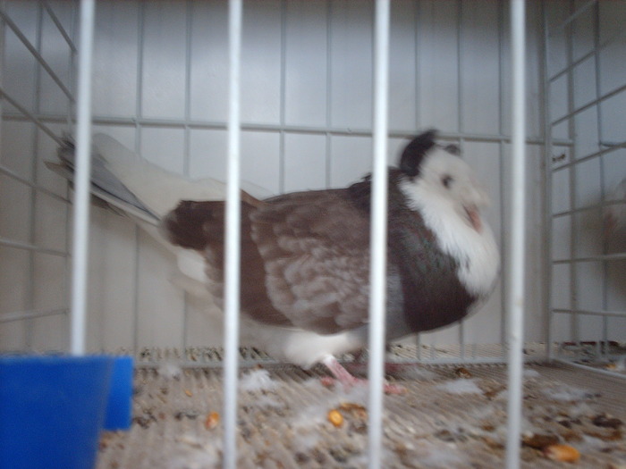 IMG_3162 - poze de la expozitia nationala lugoj 2009