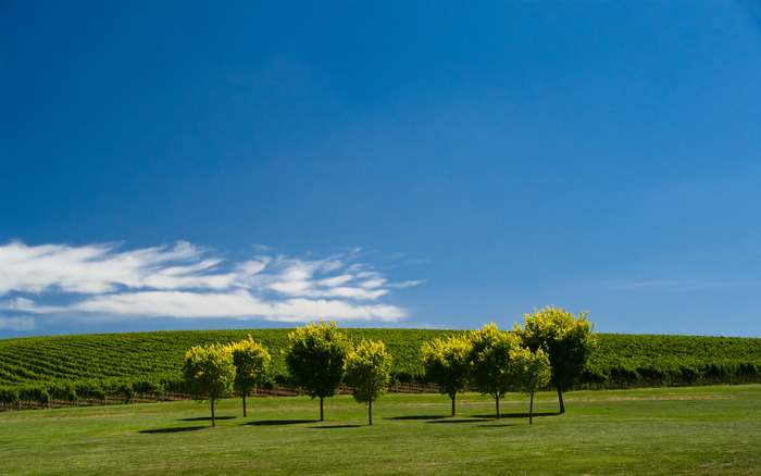 1903_summervines_2560x1600