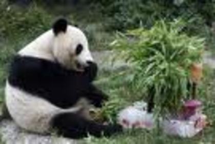 Ursii panda (8) - Ursi panda