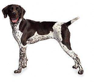 german_shorthaired_pointer - Sporting