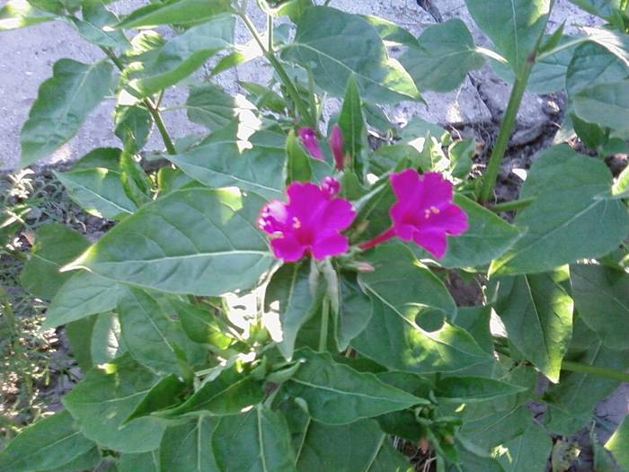 mirabilis(barba imparatului)