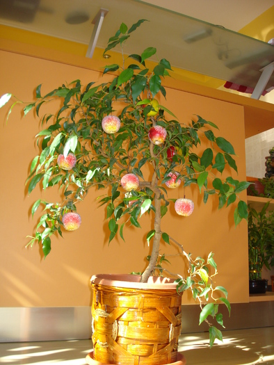 FICUS BENJAMIN