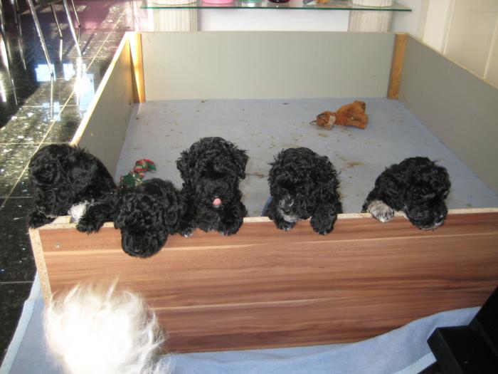 Dupa 47 zile - Cateii