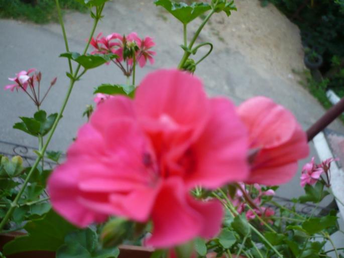  - Muscate curgatoare