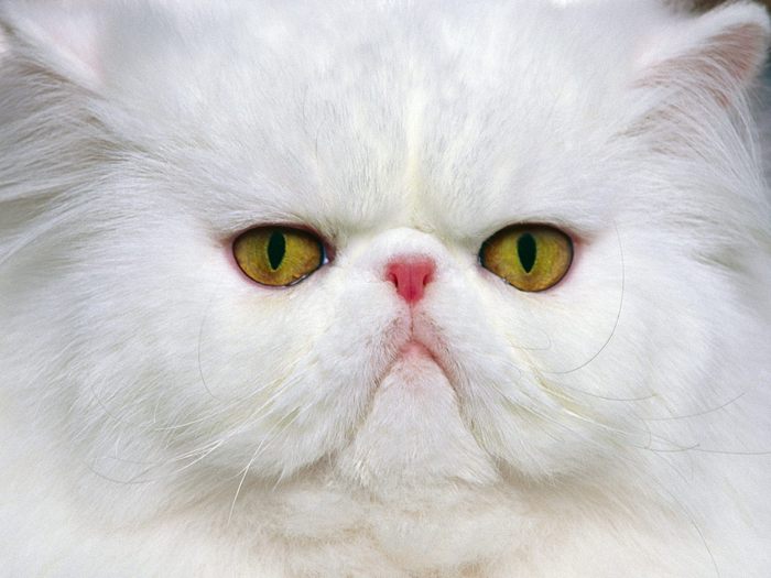 White Persian - Desktop Pisici