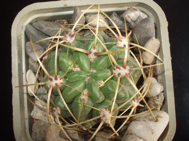 Gymnocalycium