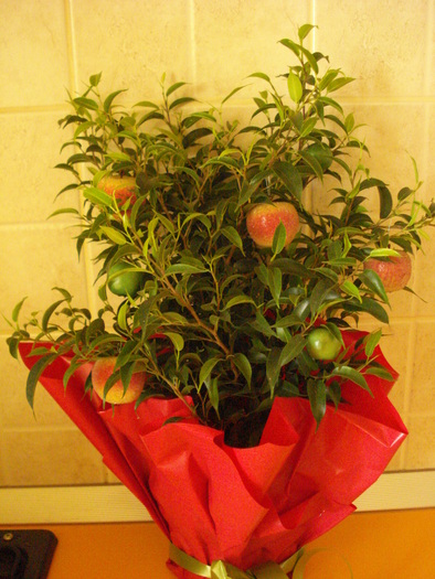 FICUS BENJAMIN