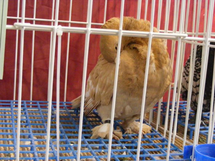 DSCF5663 - expozitia nationala de ornament decembrie  2008