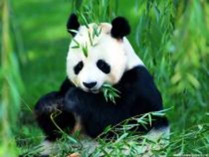 OQBZYFMNOWSGFCBCBUE - cateva cu ursuleti panda sunt superbi de frumosi merita sa ii vedeti