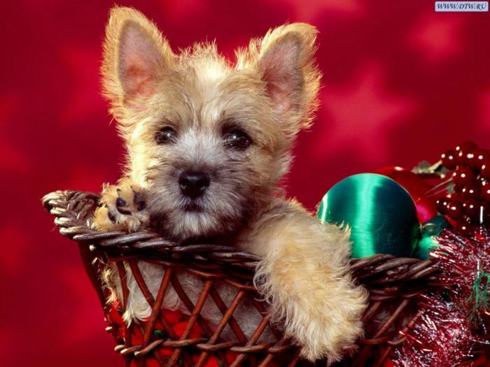 Cairn Terrier - poze haioase caini-pisici