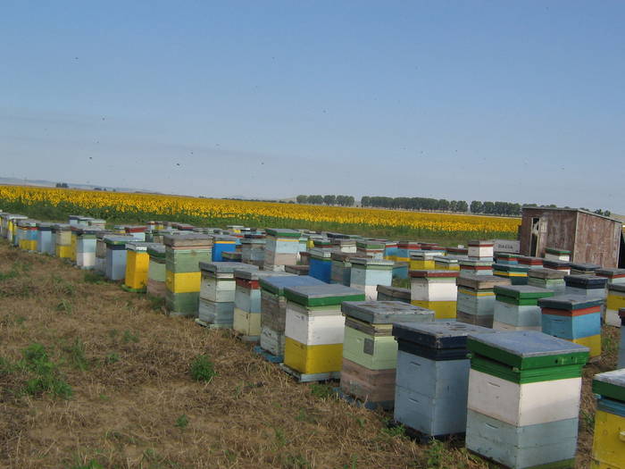 18iulie 014 - albinarit