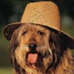 avatare-caini-avatar-catei-cu-palarie