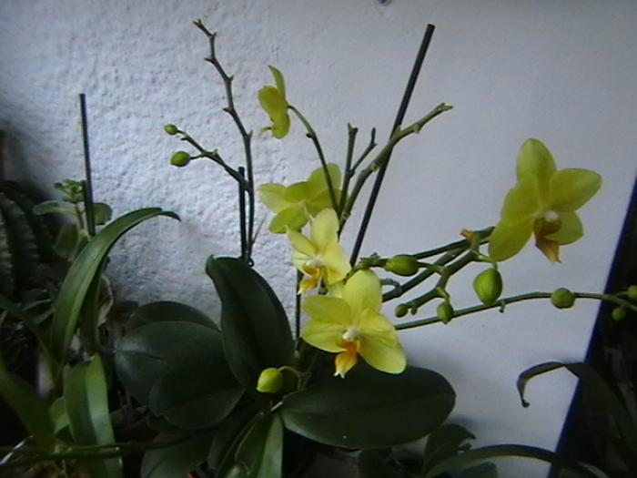 16.01 - orhidee 2009