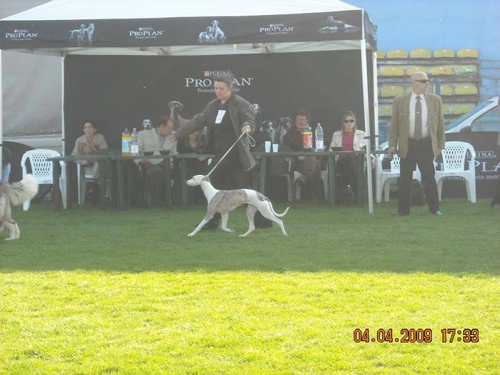 Saby Expo Craiova 2009 - WHIPPET Boxing Helena s Hisunshine