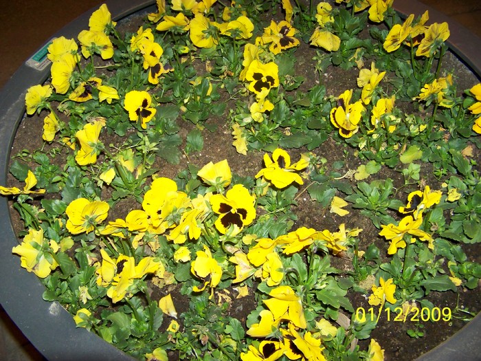 100_6131 - 1 Decembrie Timisoara