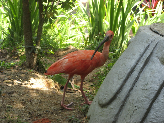 IMG_0050 - 2_1 - Kuala Lumpur Bird Park