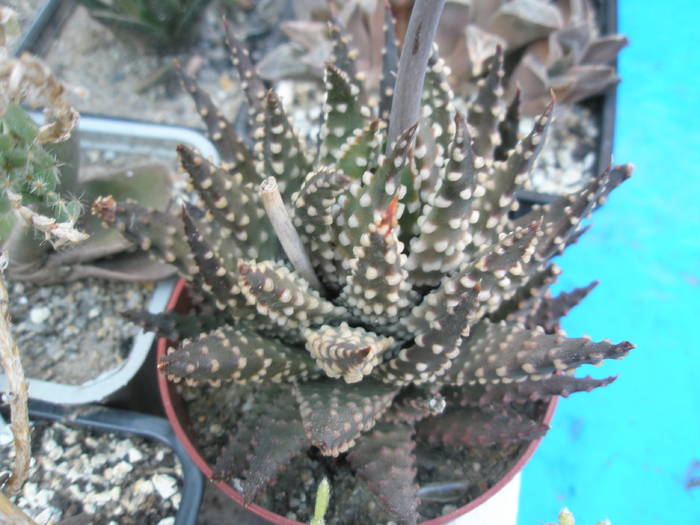 Haworthia pumila