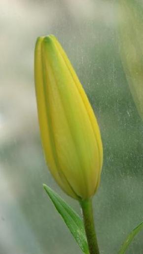 crin galben - flori 2007