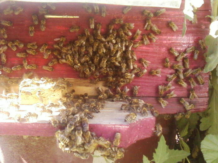 Fotografii-0031 - apicultura