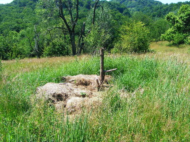 DSCF2413