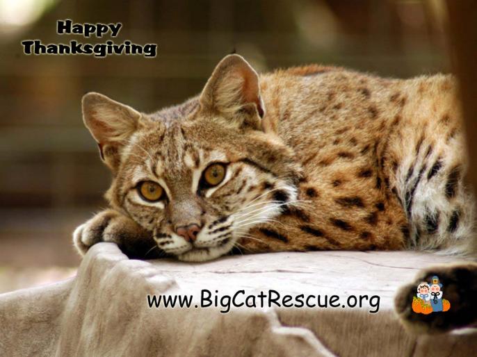 Bobcat-bcr - Feline