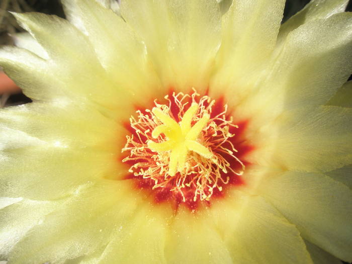 Hamatocactus setispinus - floare - DIVERSE specii de cactusi