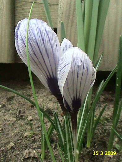 Crocusi 15 mart 2009 (1) - crocus - branduse