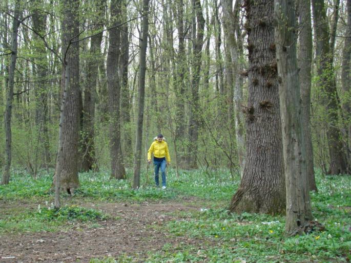 DSC02784 - 2008-03-22 - La padure-Baneasa