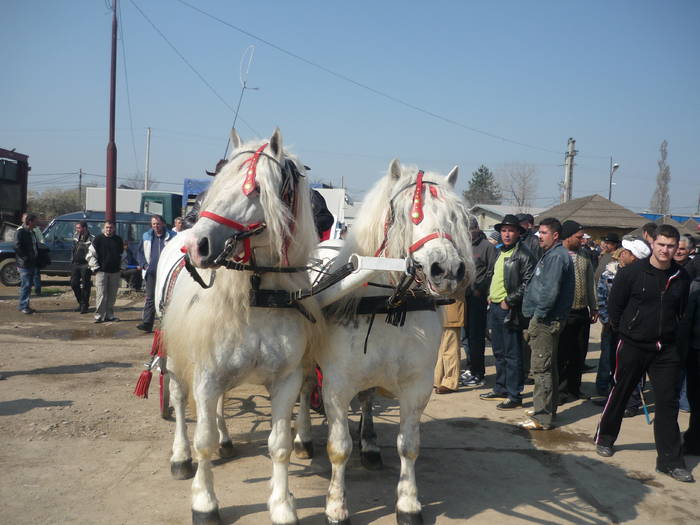 P1010576 - cai epozitie