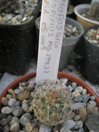 Echinofossulo longispinus - Echinofossulocactus