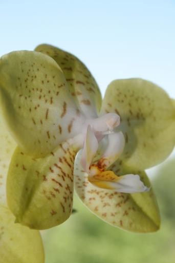 phalaenopsis; fam. orchidaceae
