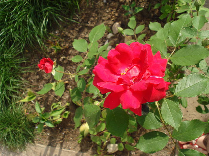 Rose Blaze (2009, May 19) - Rose Blaze