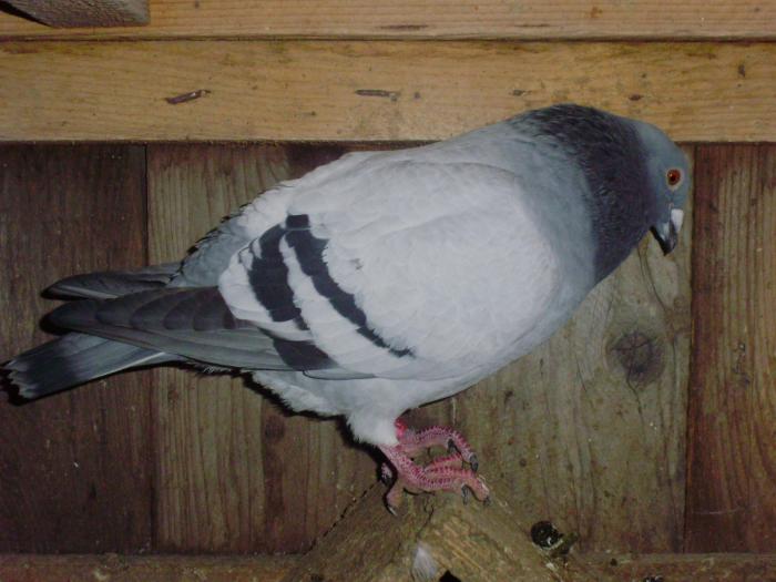 949658-2008 - porumbei din 2008