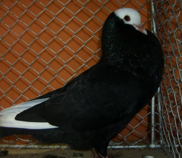 gusat slovac  - 1501 Expo Timisoara 2006