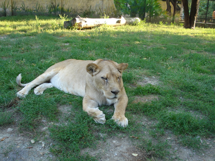 Picture 006