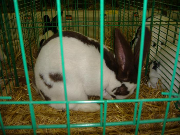 Nitra 06.12.2008 026