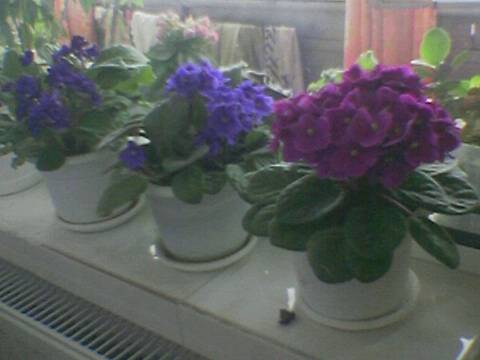 Foto(90); violete
