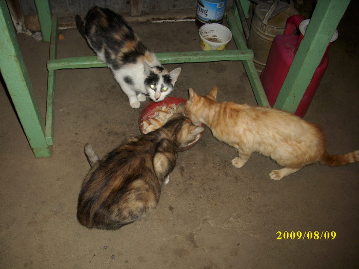 DSCI0813 - pisici si catelusa Boggy